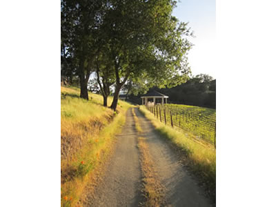 Ilsley Vineyards